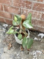Zdjęcie rosliny doniczkowej Philodendron White Knight III, ujęcie 1