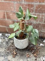 Zdjęcie rosliny doniczkowej Philodendron White Knight III, ujęcie 2