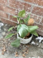 Zdjęcie rosliny doniczkowej Philodendron White Knight III, ujęcie 3