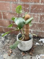 Zdjęcie rosliny doniczkowej Philodendron White Knight III, ujęcie 4