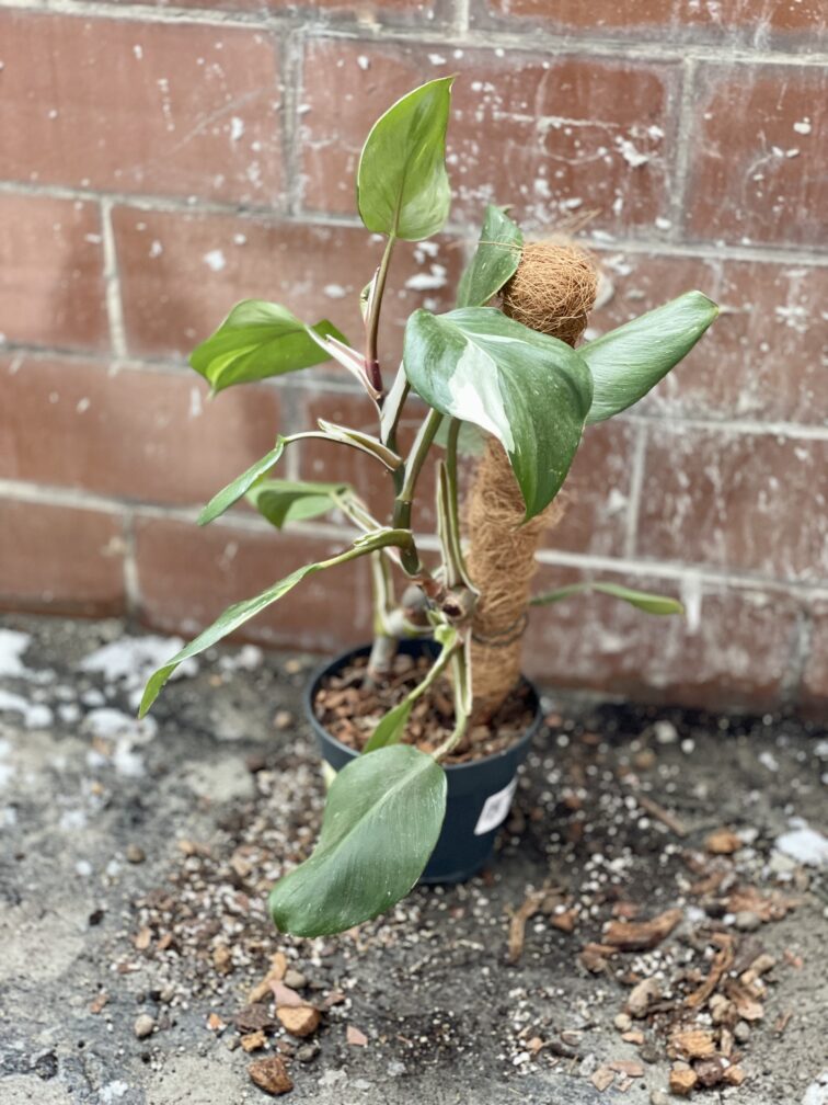 Zdjęcie rosliny doniczkowej Philodendron White Knight III, ujęcie 5