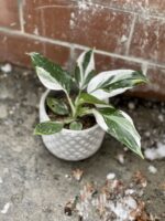 Zdjęcie rosliny doniczkowej Philodendron White Wizard, ujęcie 1