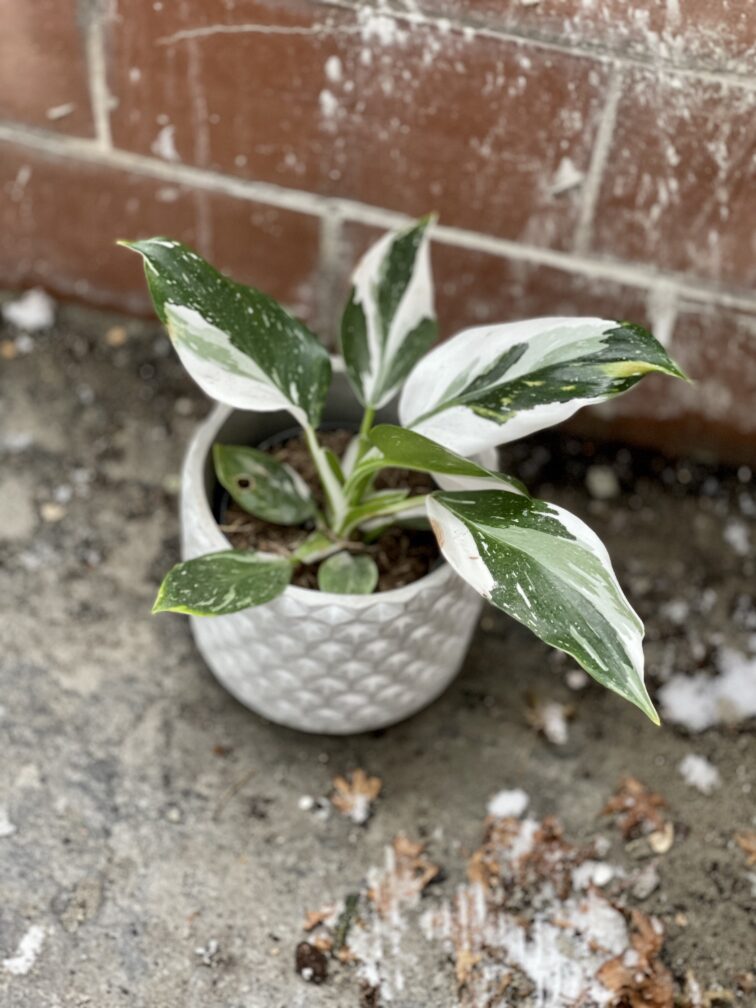 philodendron-white-wizard_11x30-1_1671268760.jpg Zdjęcie rosliny doniczkowej Philodendron White Wizard, ujęcie 1