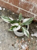 Zdjęcie rosliny doniczkowej Philodendron White Wizard, ujęcie 2