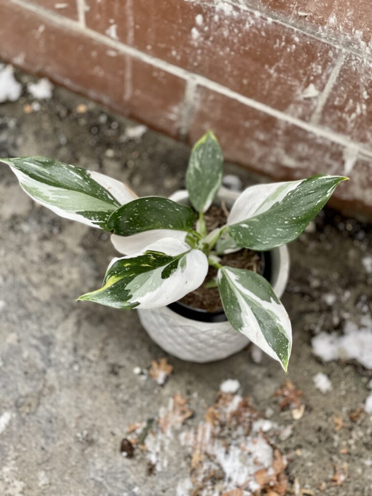 Zdjęcie rosliny doniczkowej Philodendron White Wizard, ujęcie 2