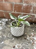Zdjęcie rosliny doniczkowej Philodendron White Wizard, ujęcie 3