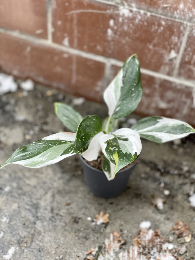 Zdjęcie rosliny doniczkowej Philodendron White Wizard, ujęcie 4