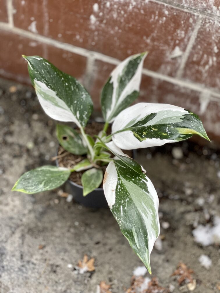 Zdjęcie rosliny doniczkowej Philodendron White Wizard, ujęcie 5