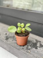 Zdjęcie rosliny doniczkowej Pilea Peperomioides, ujęcie 1