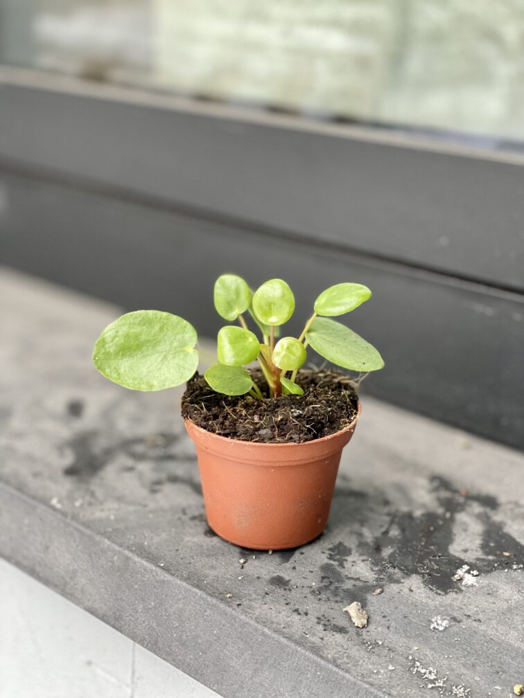 pilea-peperomioides_8x12-1_1671267203.jpg Zdjęcie rosliny doniczkowej Pilea Peperomioides, ujęcie 1