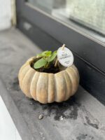 Zdjęcie rosliny doniczkowej Pilea Peperomioides, ujęcie 2