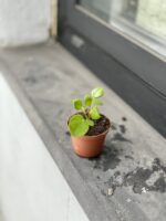Zdjęcie rosliny doniczkowej Pilea Peperomioides, ujęcie 3