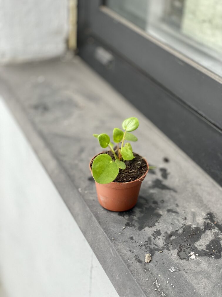 Zdjęcie rosliny doniczkowej Pilea Peperomioides, ujęcie 3