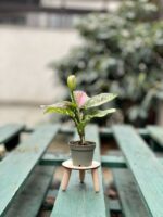Zdjęcie doniczki lub oslonki: Podstawka pod doniczkę 8 × 5 cm, ujęcie 2