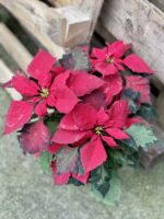 Zdjęcie rosliny doniczkowej Poinsettia pulcherima Art Deco (Gwiazda betlejemska), ujęcie 1