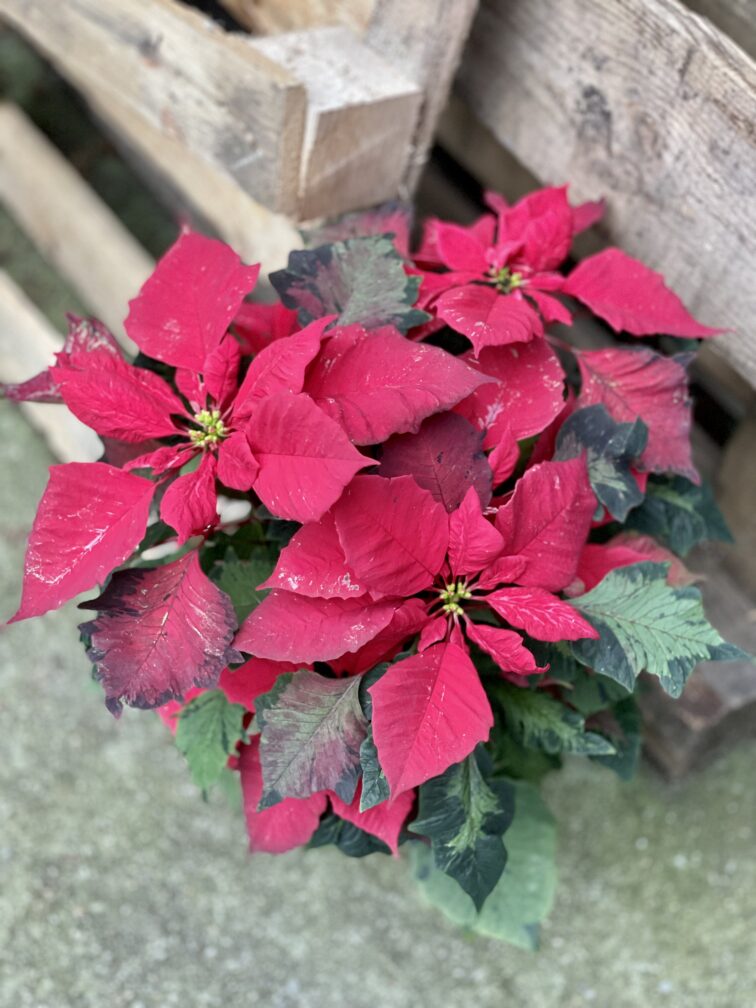 Zdjęcie rosliny doniczkowej Poinsettia pulcherima Art Deco (Gwiazda betlejemska), ujęcie 1