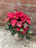 Zdjęcie rosliny doniczkowej Poinsettia pulcherima Art Deco (Gwiazda betlejemska), ujęcie 2