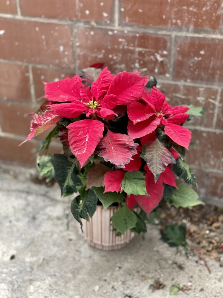 Zdjęcie rosliny doniczkowej Poinsettia pulcherima Art Deco (Gwiazda betlejemska), ujęcie 2