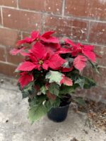 Zdjęcie rosliny doniczkowej Poinsettia pulcherima Art Deco (Gwiazda betlejemska), ujęcie 3