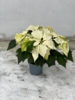 Zdjęcie rosliny doniczkowej Poinsettia pulcherrima Alaska (Gwiazda betlejemska), ujęcie 2