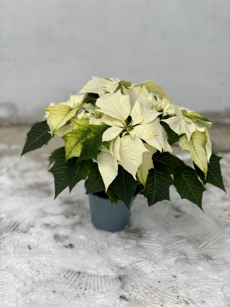 Zdjęcie rosliny doniczkowej Poinsettia pulcherrima Alaska (Gwiazda betlejemska), ujęcie 2