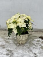 Zdjęcie rosliny doniczkowej Poinsettia pulcherrima Alaska (Gwiazda betlejemska), ujęcie 3