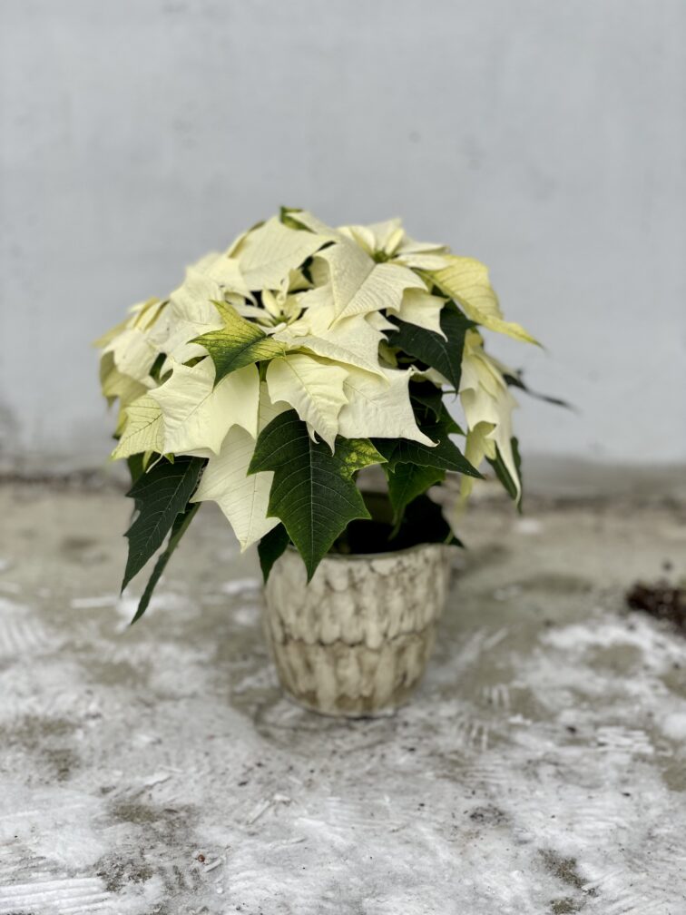 Zdjęcie rosliny doniczkowej Poinsettia pulcherrima Alaska (Gwiazda betlejemska), ujęcie 3