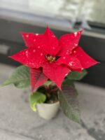 Zdjęcie rosliny doniczkowej Poinsettia pulcherrima Sky Star (Gwiazda betlejemska), ujęcie 1