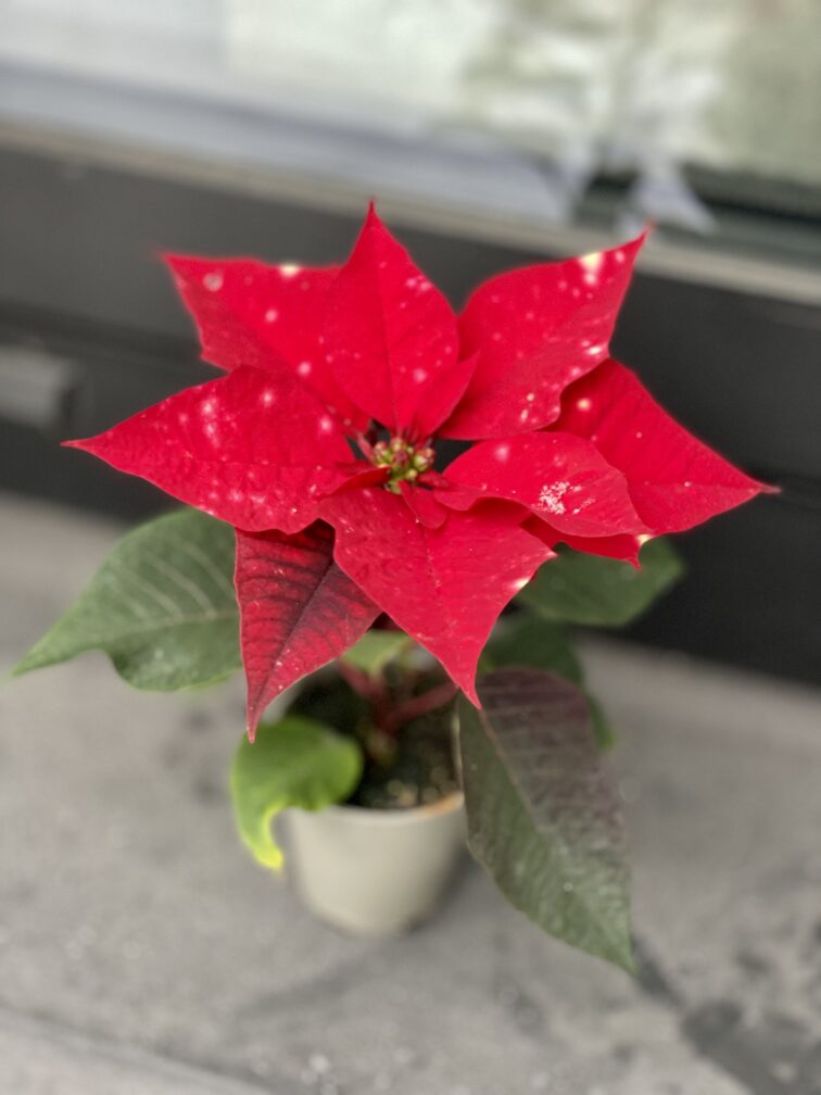 Zdjęcie rosliny doniczkowej Poinsettia pulcherrima Sky Star (Gwiazda betlejemska), ujęcie 1