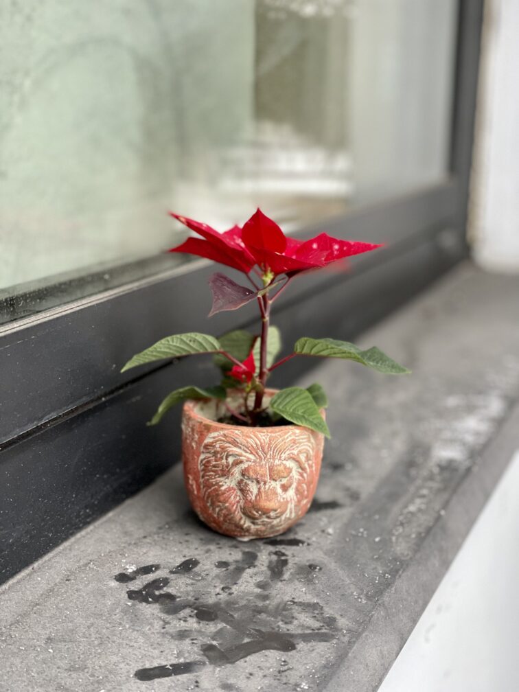 Zdjęcie rosliny doniczkowej Poinsettia pulcherrima Sky Star (Gwiazda betlejemska), ujęcie 2