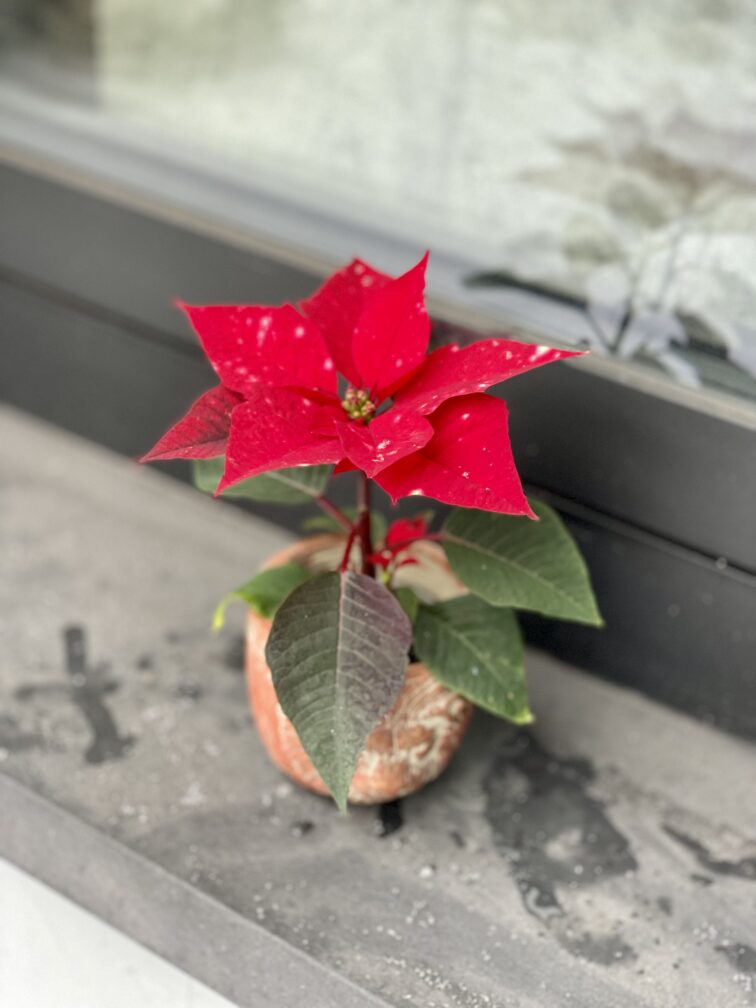 Zdjęcie rosliny doniczkowej Poinsettia pulcherrima Sky Star (Gwiazda betlejemska), ujęcie 3