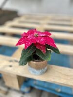 Zdjęcie rosliny doniczkowej Princettia Hot Pink Glitter (Gwiazda betlejemska), ujęcie 1