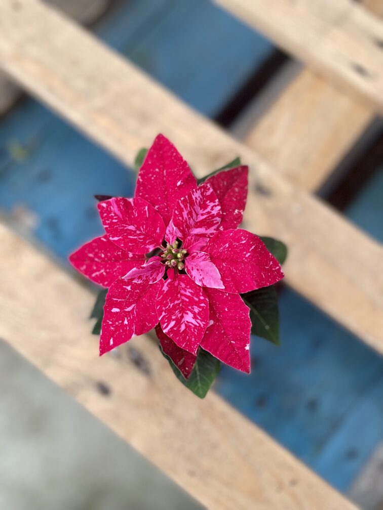 Zdjęcie rosliny doniczkowej Princettia Hot Pink Glitter (Gwiazda betlejemska), ujęcie 2