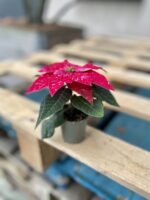 Zdjęcie rosliny doniczkowej Princettia Hot Pink Glitter (Gwiazda betlejemska), ujęcie 3
