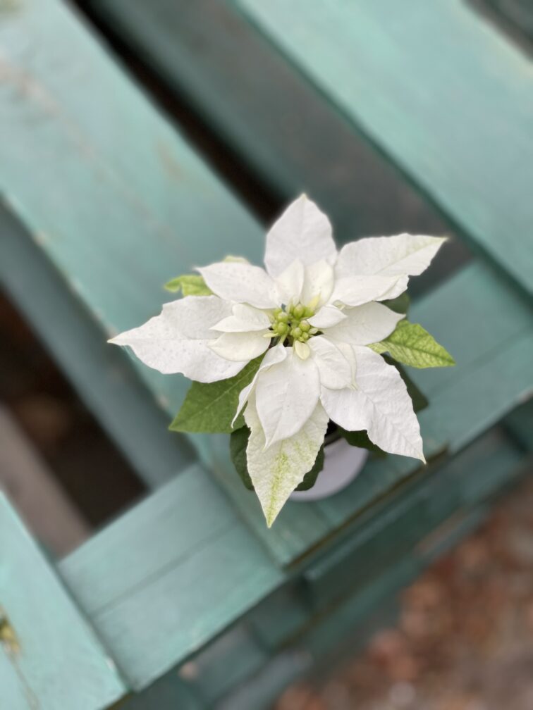 princettia-pure-white_6x15-1_1670668251.jpg Zdjęcie rosliny doniczkowej Princettia Pure White, ujęcie 1