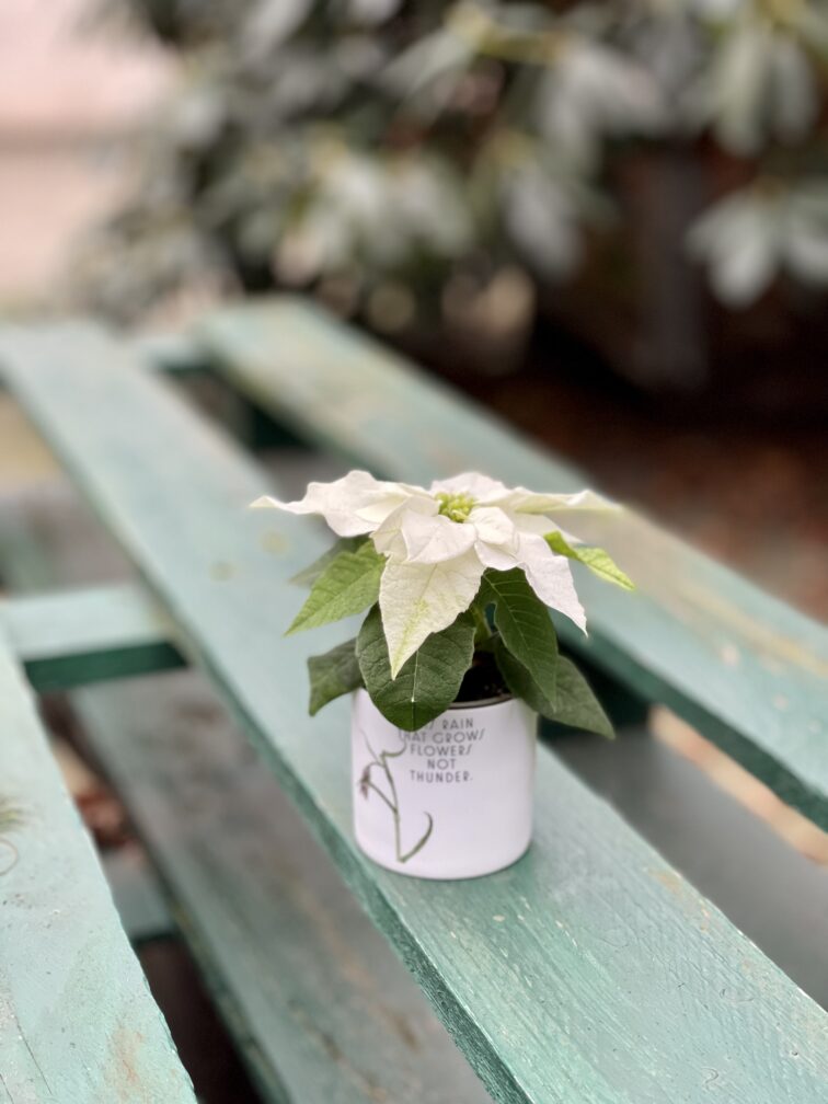 Zdjęcie rosliny doniczkowej Princettia Pure White, ujęcie 2