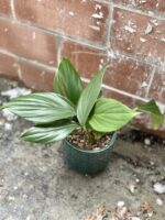 Zdjęcie rosliny doniczkowej Rhaphidophora decursiva, ujęcie 1