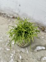 Zdjęcie rosliny doniczkowej Rhipsalis cassutha Cassera (Patyczak), ujęcie 1