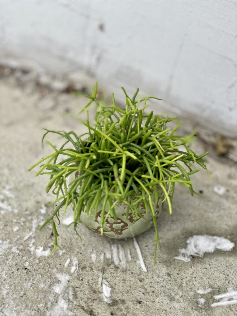 Zdjęcie rosliny doniczkowej Rhipsalis cassutha Cassera (Patyczak), ujęcie 1
