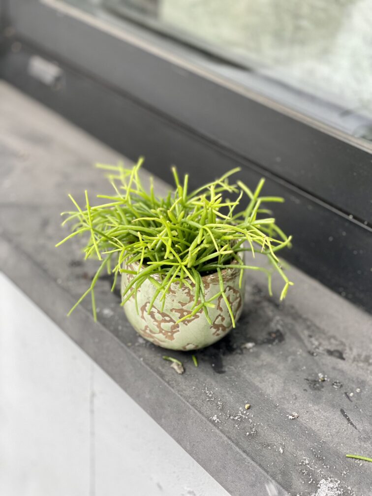 Zdjęcie rosliny doniczkowej Rhipsalis cassutha Cassera (Patyczak), ujęcie 2