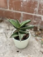 Zdjęcie rosliny doniczkowej Sansevieria Samurai, ujęcie 1