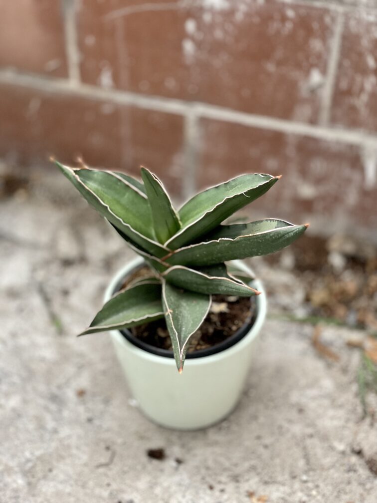 sansevieria-samurai_11x25-1_1670668048.jpg Zdjęcie rosliny doniczkowej Sansevieria Samurai, ujęcie 1