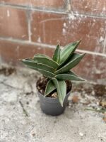 Zdjęcie rosliny doniczkowej Sansevieria Samurai, ujęcie 2
