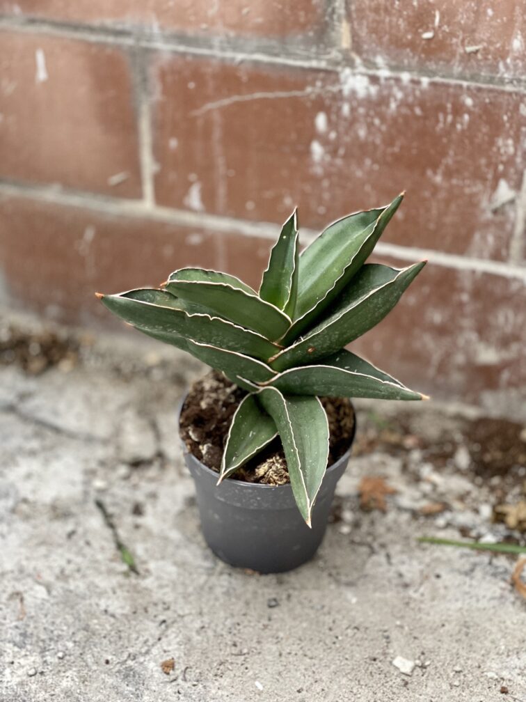 Zdjęcie rosliny doniczkowej Sansevieria Samurai, ujęcie 2