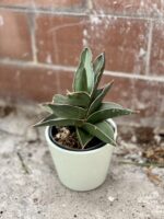 Zdjęcie rosliny doniczkowej Sansevieria Samurai, ujęcie 3