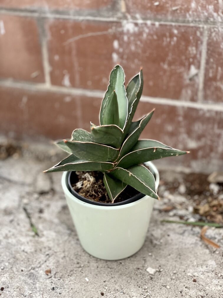 Zdjęcie rosliny doniczkowej Sansevieria Samurai, ujęcie 3