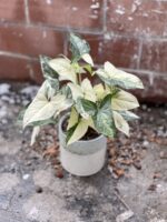 Zdjęcie rosliny doniczkowej Syngonium Podophyllum Albo Variegata, ujęcie 1