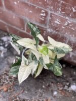 Zdjęcie rosliny doniczkowej Syngonium Podophyllum Albo Variegata, ujęcie 2