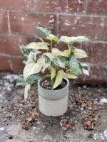 Zdjęcie rosliny doniczkowej Syngonium Podophyllum Albo Variegata, ujęcie 3