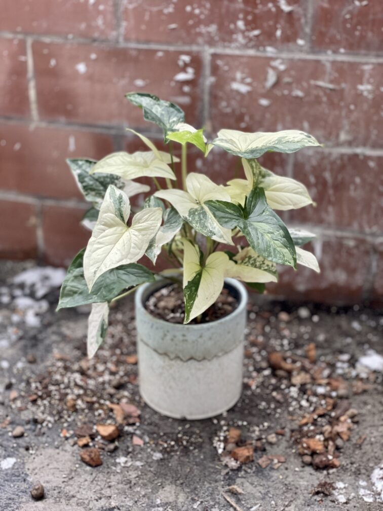 Zdjęcie rosliny doniczkowej Syngonium Podophyllum Albo Variegata, ujęcie 3